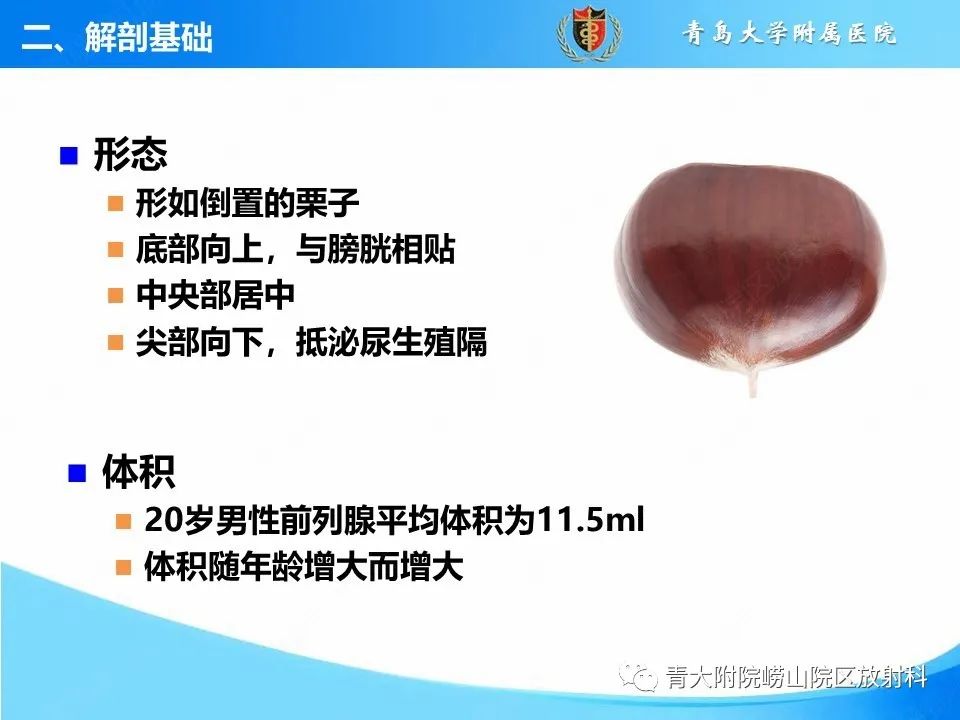 影像PPT - 【PPT】前列腺MRI解剖分区-5