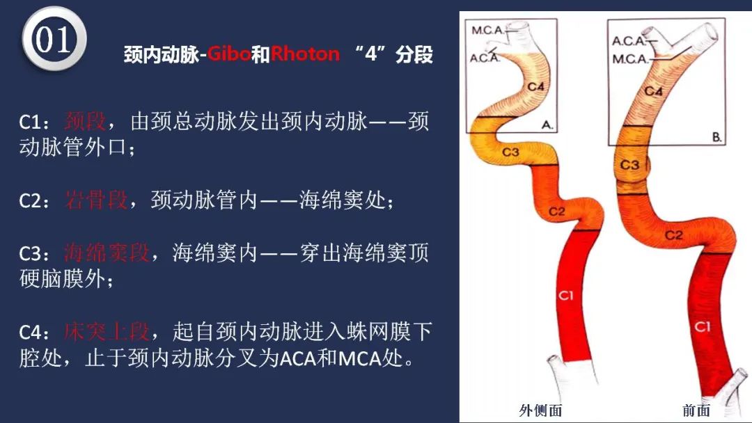影像PPT - 【PPT】颅内动脉系统相关解剖-7