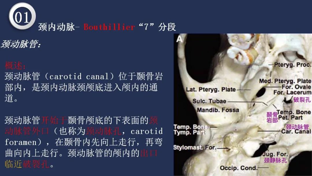 影像PPT - 【PPT】颅内动脉系统相关解剖-12