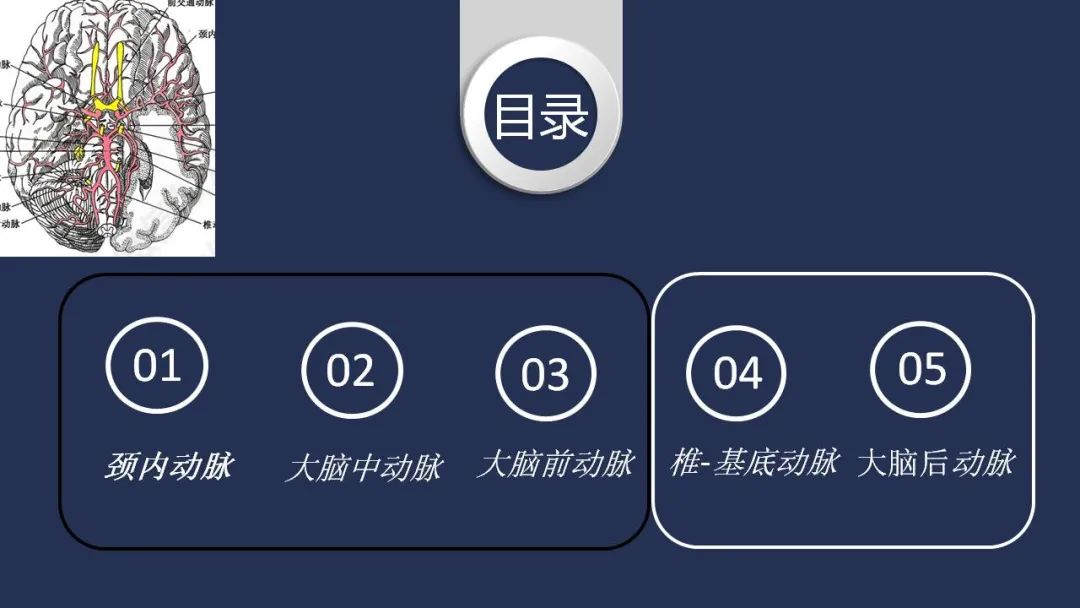 影像PPT - 【PPT】颅内动脉系统相关解剖-2