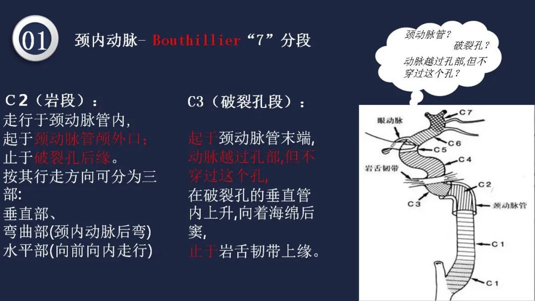 影像PPT - 【PPT】颅内动脉系统相关解剖-11