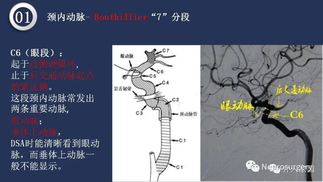 影像PPT - 【PPT】颅内动脉系统相关解剖-23