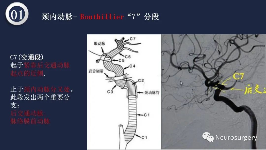 影像PPT - 【PPT】颅内动脉系统相关解剖-24