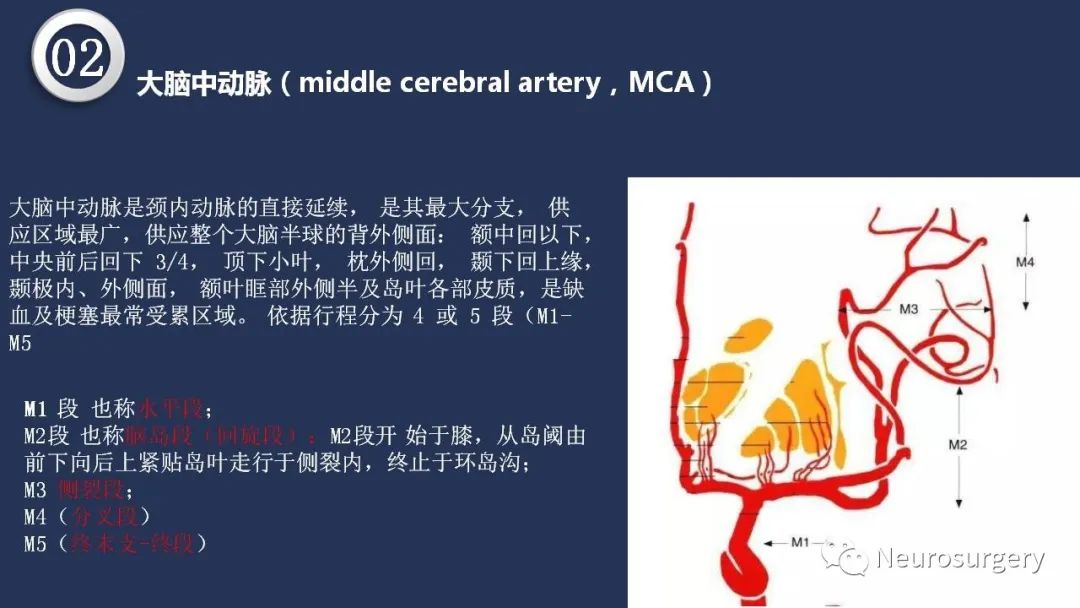 影像PPT - 【PPT】颅内动脉系统相关解剖-30