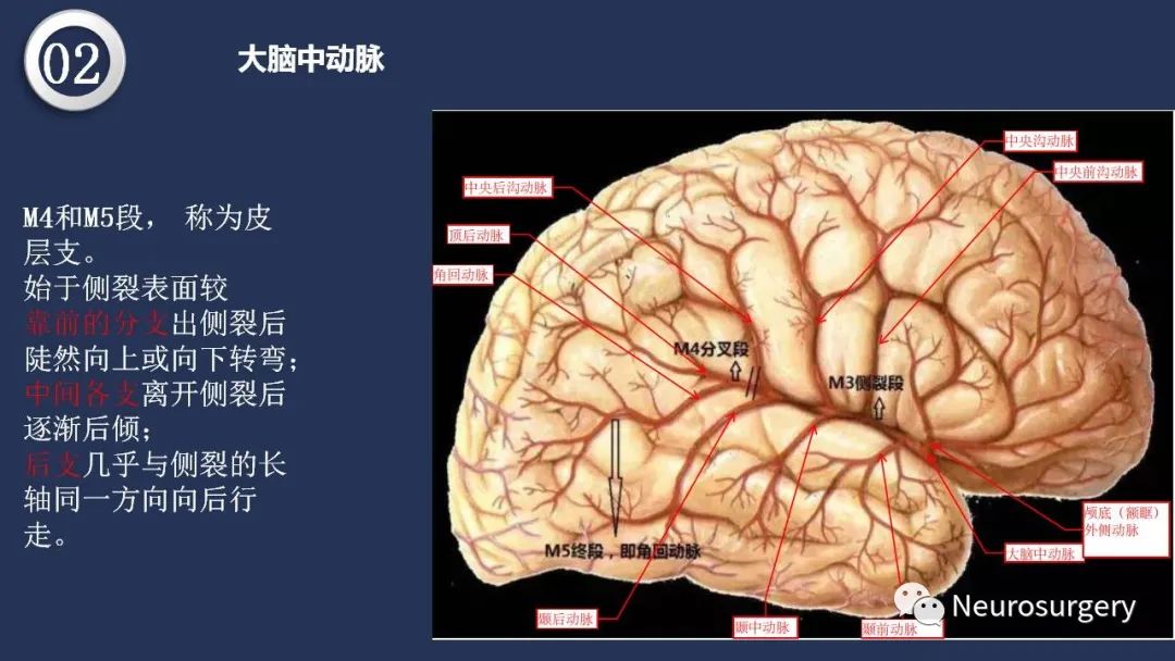 影像PPT - 【PPT】颅内动脉系统相关解剖-36