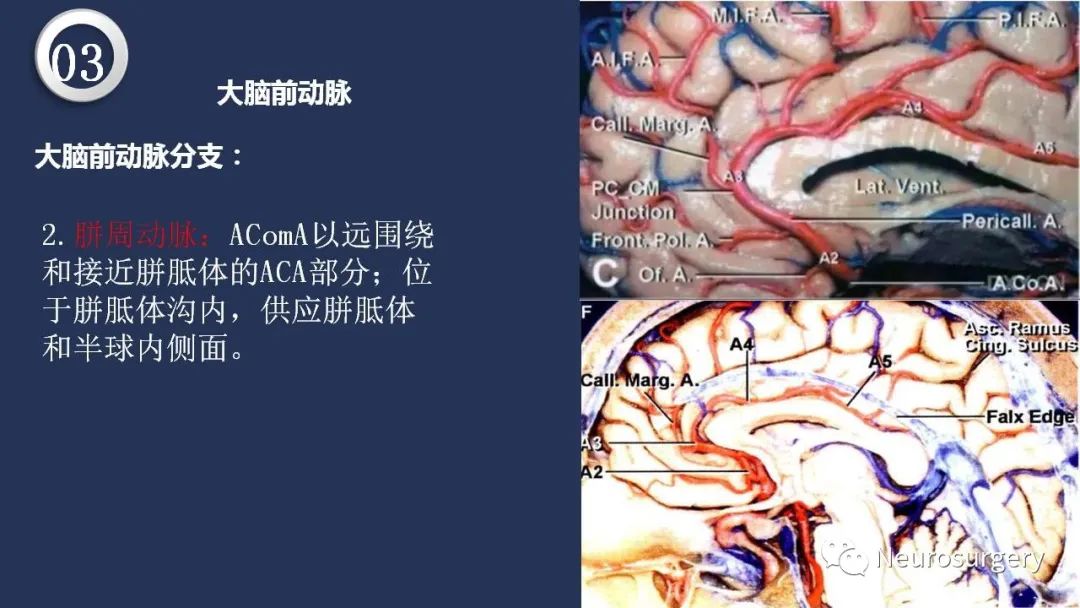 影像PPT - 【PPT】颅内动脉系统相关解剖-46