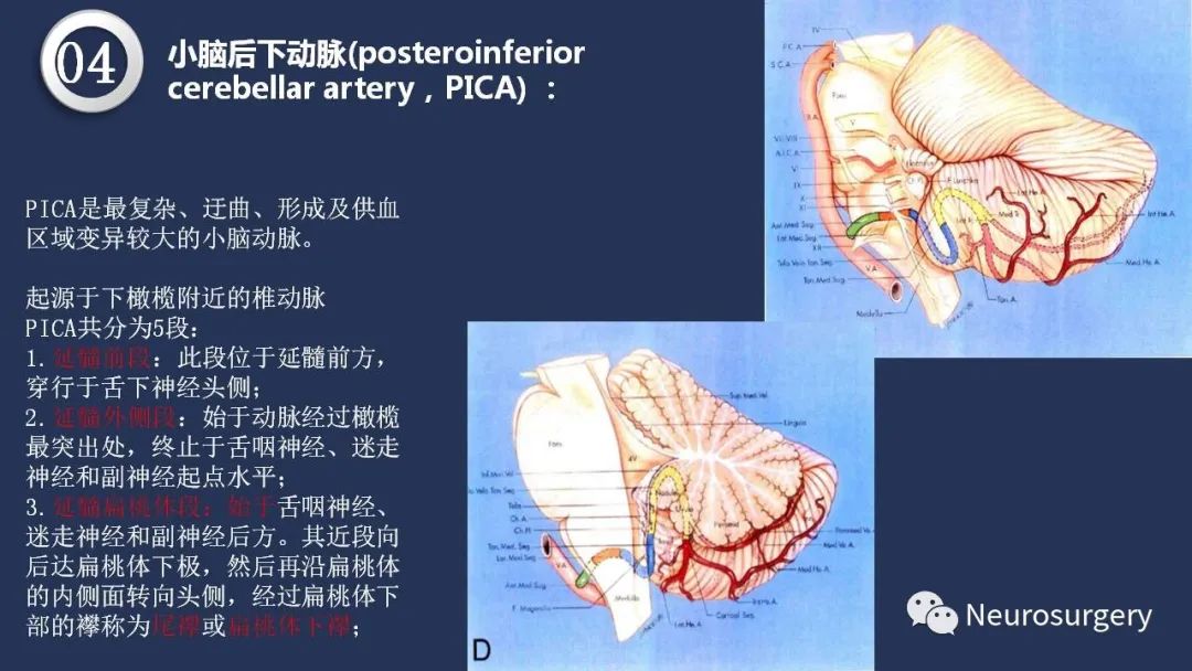 影像PPT - 【PPT】颅内动脉系统相关解剖-59