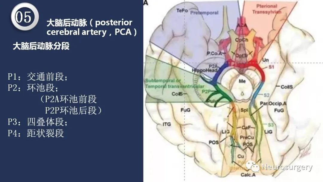 影像PPT - 【PPT】颅内动脉系统相关解剖-63