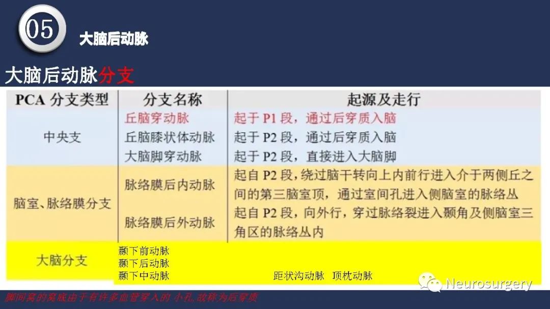影像PPT - 【PPT】颅内动脉系统相关解剖-68