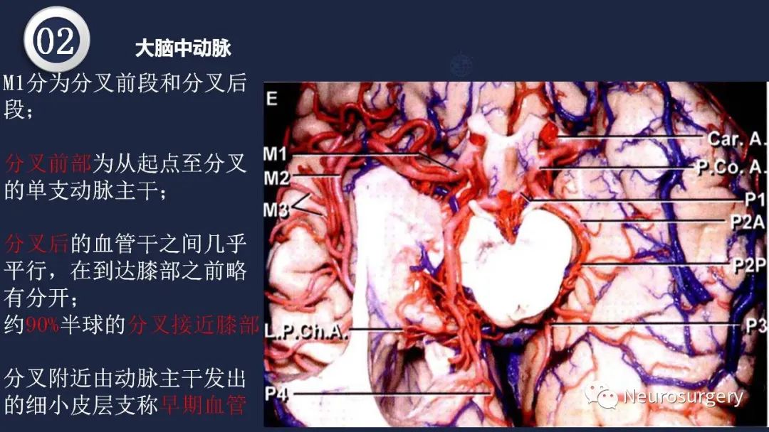 影像PPT - 【PPT】颅内动脉系统相关解剖-32