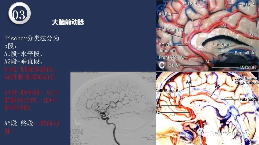 影像PPT - 【PPT】颅内动脉系统相关解剖-44