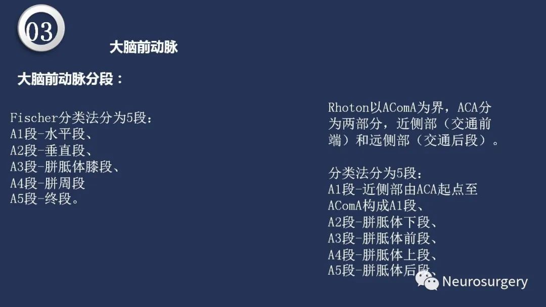 影像PPT - 【PPT】颅内动脉系统相关解剖-41