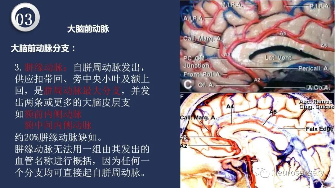 影像PPT - 【PPT】颅内动脉系统相关解剖-47