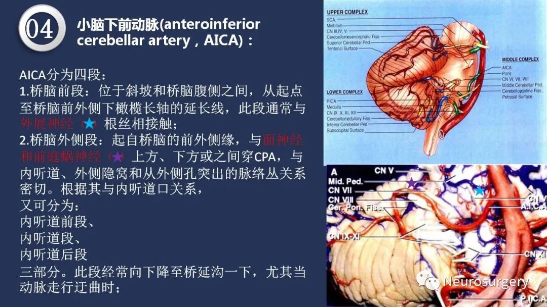 影像PPT - 【PPT】颅内动脉系统相关解剖-57