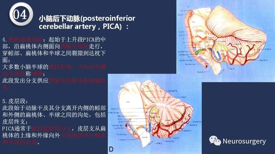 影像PPT - 【PPT】颅内动脉系统相关解剖-60