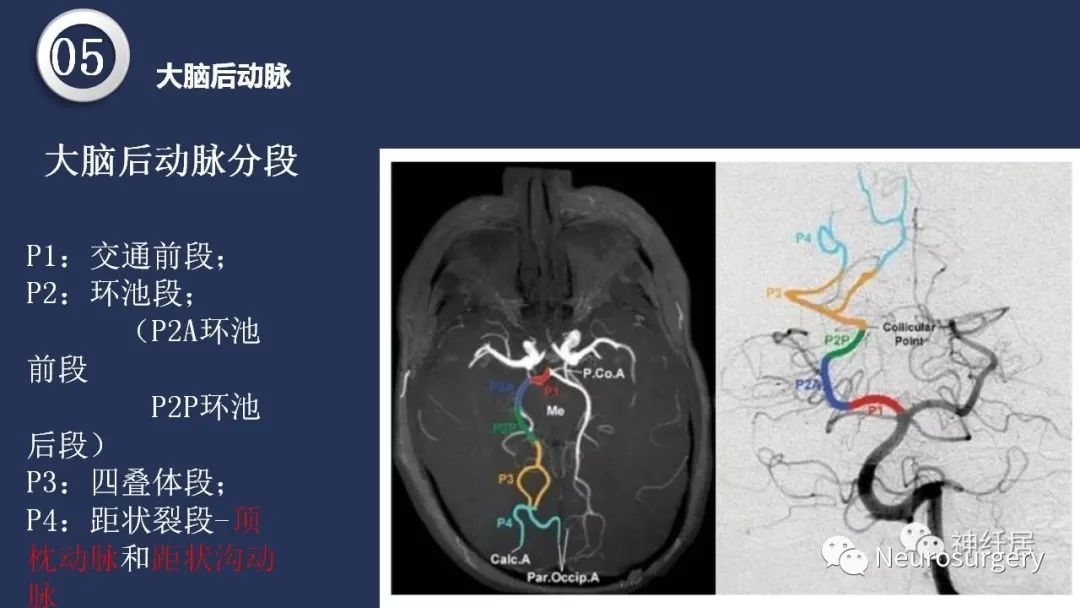 影像PPT - 【PPT】颅内动脉系统相关解剖-67