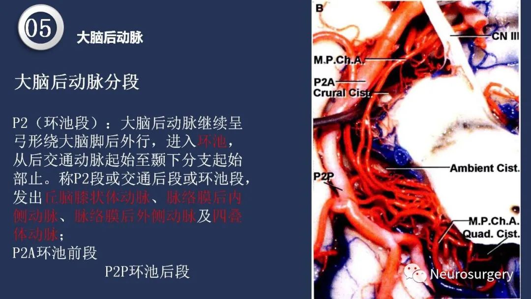影像PPT - 【PPT】颅内动脉系统相关解剖-65