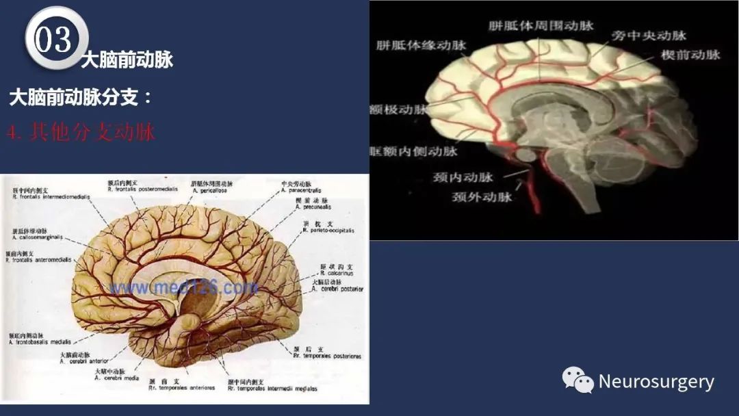 影像PPT - 【PPT】颅内动脉系统相关解剖-48