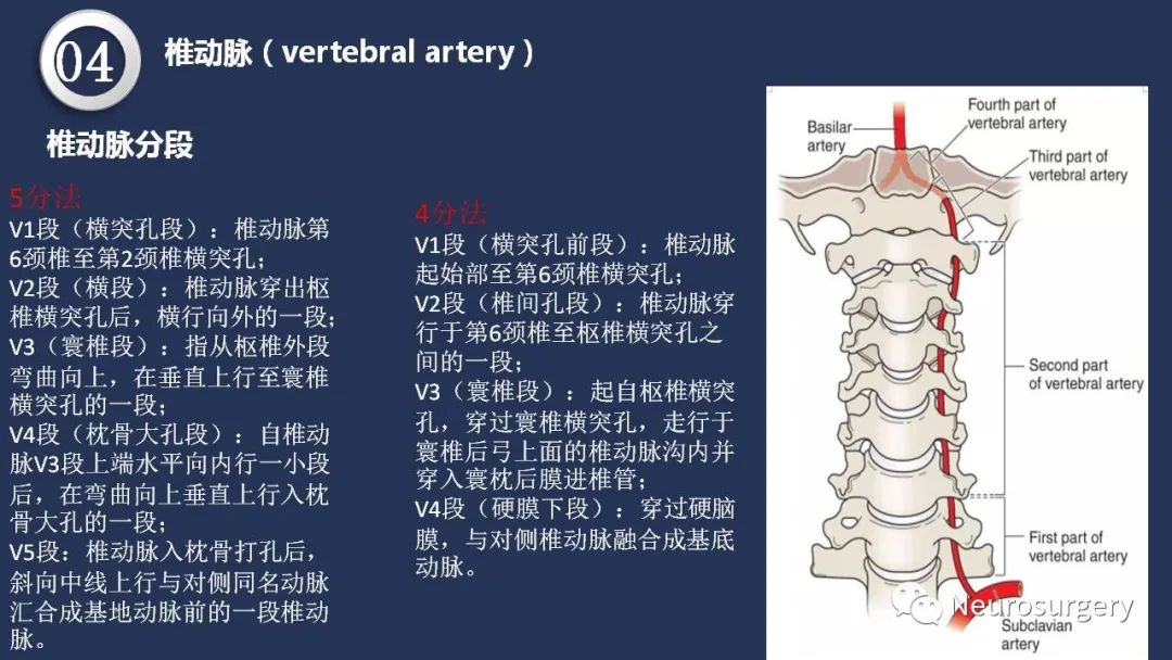 影像PPT - 【PPT】颅内动脉系统相关解剖-51