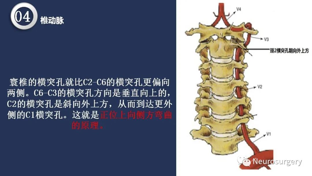 影像PPT - 【PPT】颅内动脉系统相关解剖-53
