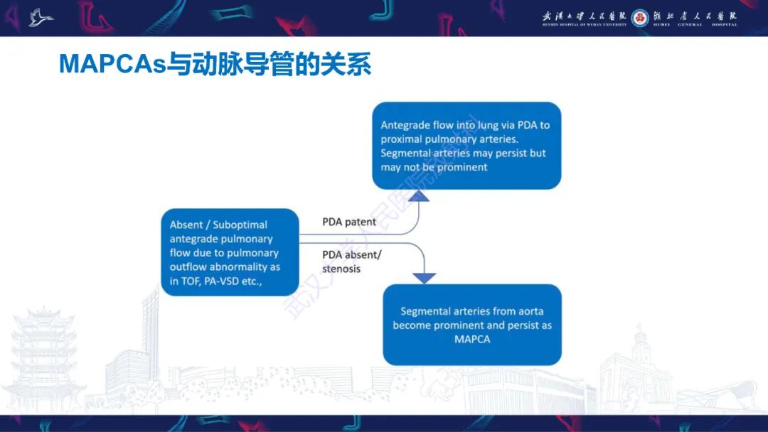 影像PPT - 【PPT】主肺动脉侧支影像诊断-7