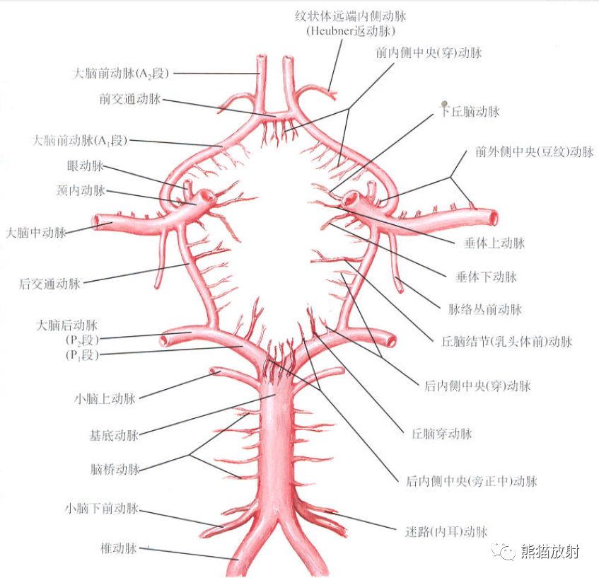 影像PPT - Willis 环的解剖、影像与变异-7 影像PPT - Willis 环的解剖、影像与变异-7
