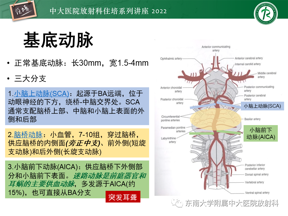 影像PPT - 【PPT】大脑后循环供血区脑梗死影像学表现-16