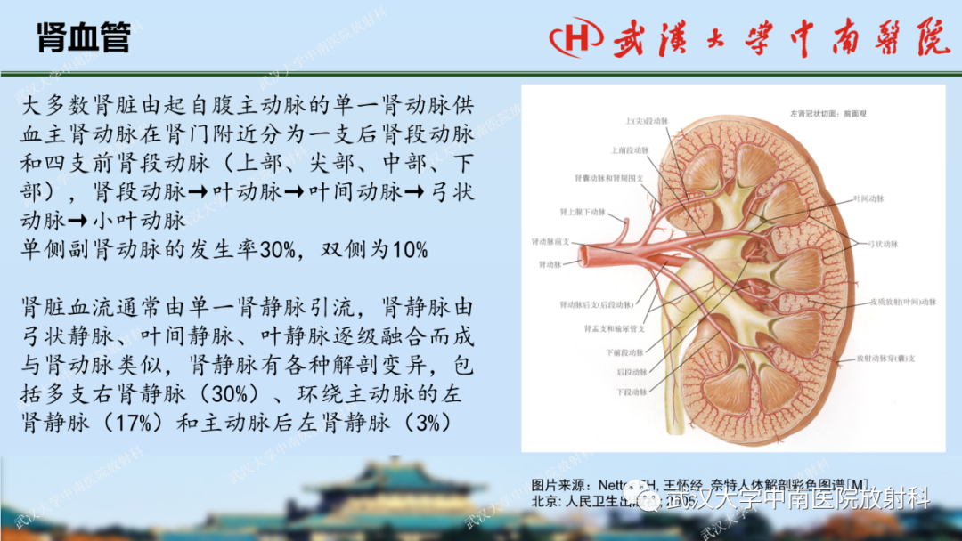 影像PPT - 【PPT】肾脏解剖、实性肾肿瘤-3