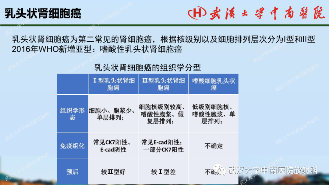 影像PPT - 【PPT】肾脏解剖、实性肾肿瘤-43