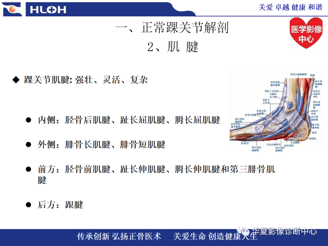 影像PPT - 【PPT】踝关节病变的MRI诊断-5