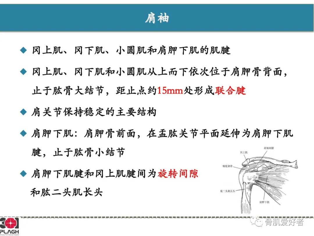 影像PPT - 【PPT】肩关节解剖与运动损伤影像诊断-11