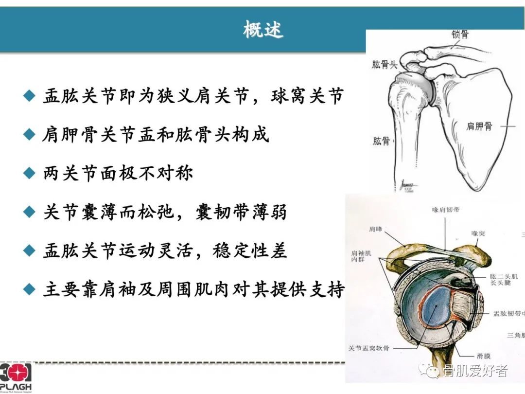 影像PPT - 【PPT】肩关节解剖与运动损伤影像诊断-3