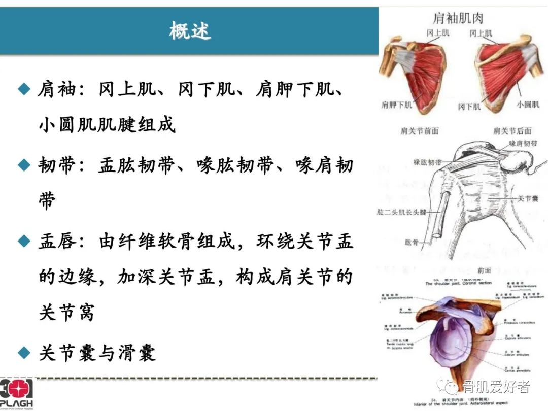 影像PPT - 【PPT】肩关节解剖与运动损伤影像诊断-4