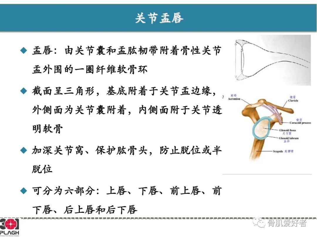 影像PPT - 【PPT】肩关节解剖与运动损伤影像诊断-24