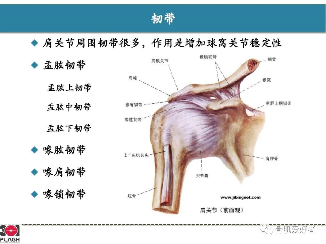 影像PPT - 【PPT】肩关节解剖与运动损伤影像诊断-43