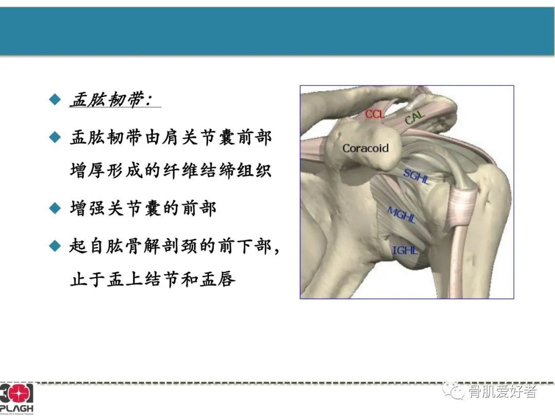影像PPT - 【PPT】肩关节解剖与运动损伤影像诊断-44
