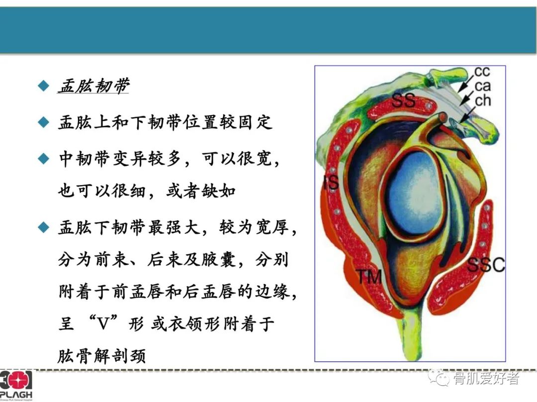 影像PPT - 【PPT】肩关节解剖与运动损伤影像诊断-45