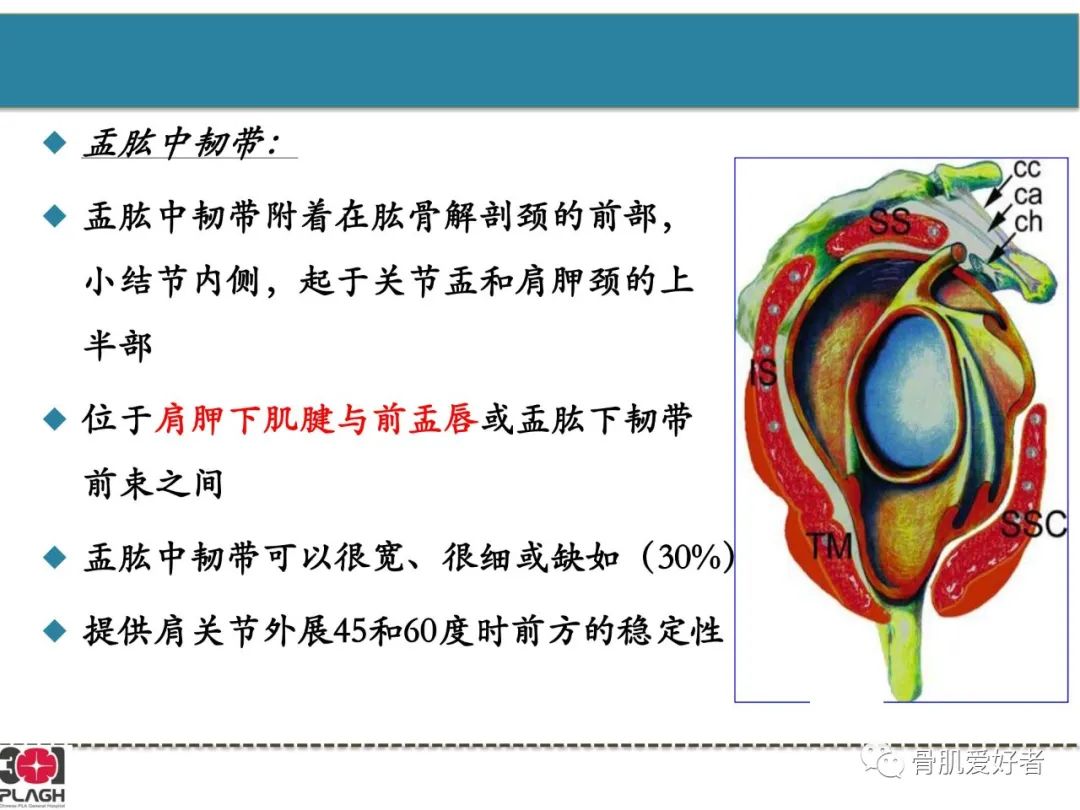影像PPT - 【PPT】肩关节解剖与运动损伤影像诊断-50