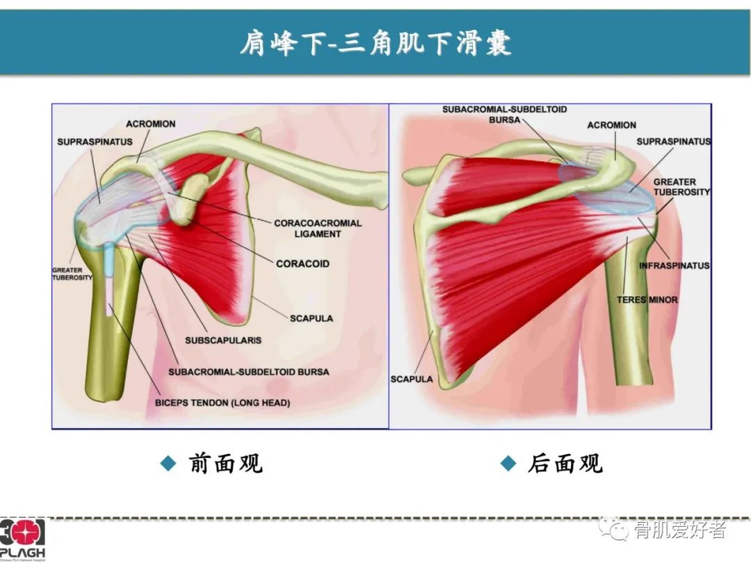 影像PPT - 【PPT】肩关节解剖与运动损伤影像诊断-62