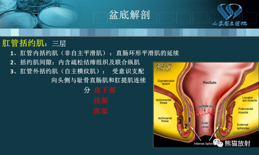 影像PPT - 【PPT】盆底解剖与肛周病变的MRI表现-4