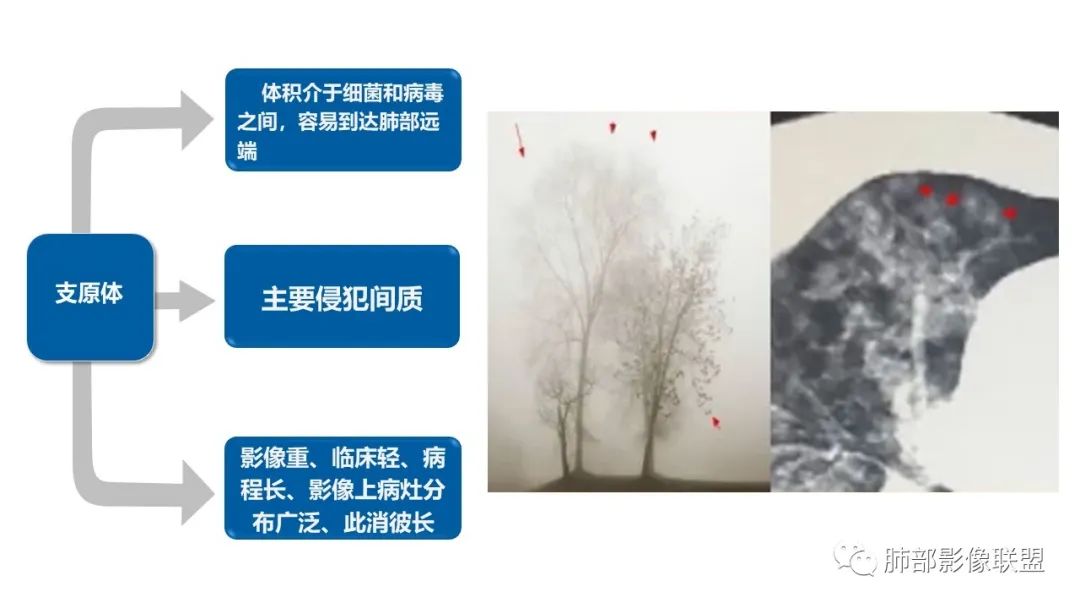 影像PPT - 【病例】糖尿病+多发结节、树芽影，你如何诊断？-6