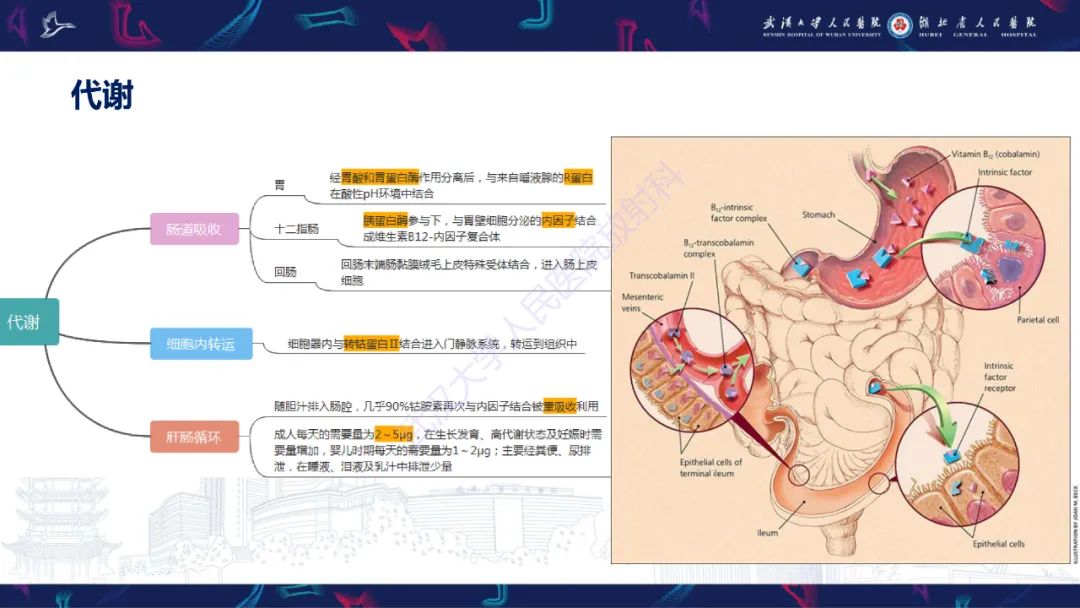 影像PPT - 【PPT】维生素B12缺乏神经影像诊断-7