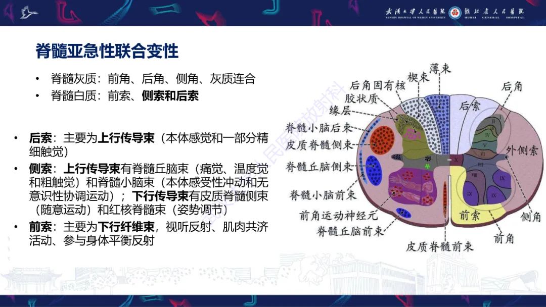 影像PPT - 【PPT】维生素B12缺乏神经影像诊断-16