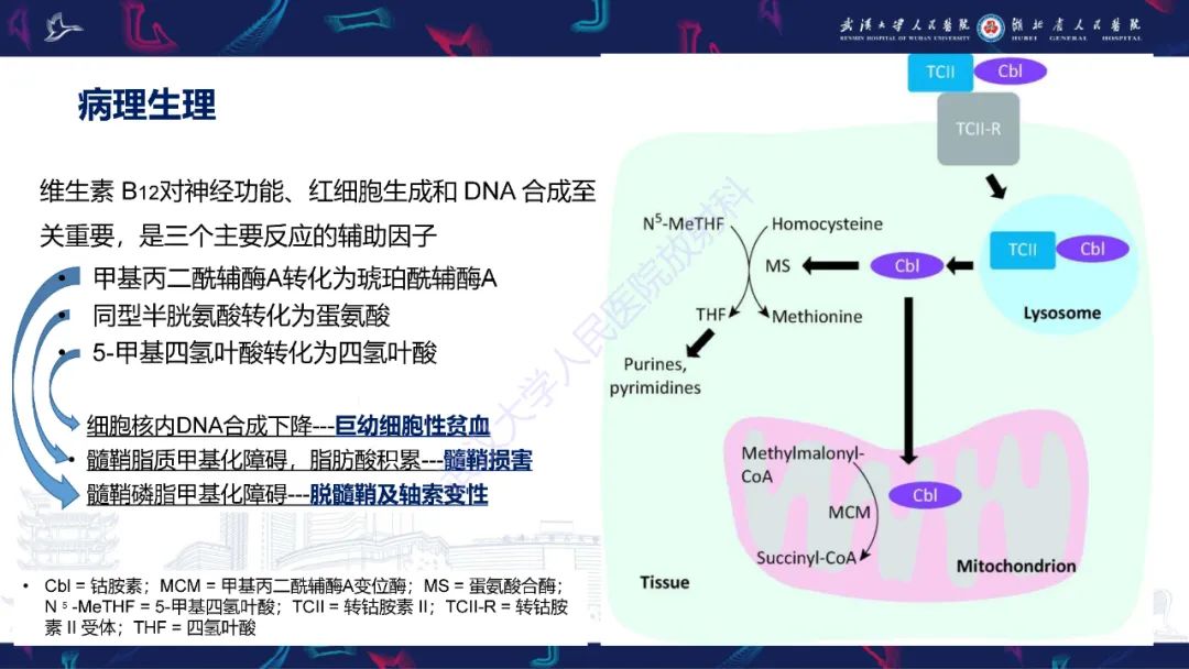 影像PPT - 【PPT】维生素B12缺乏神经影像诊断-2