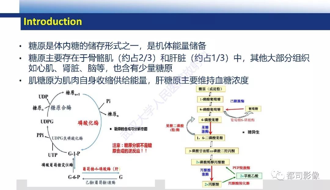 影像PPT - 【PPT】肝脏糖原累积病影像诊断-9