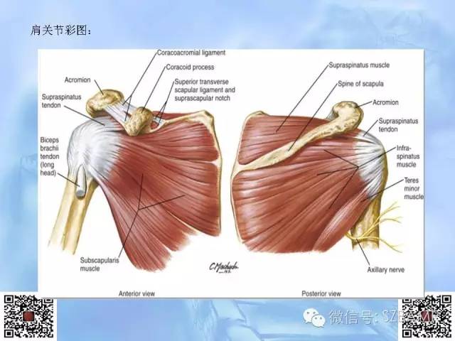 影像PPT - 【PPT】肩关节解剖-7