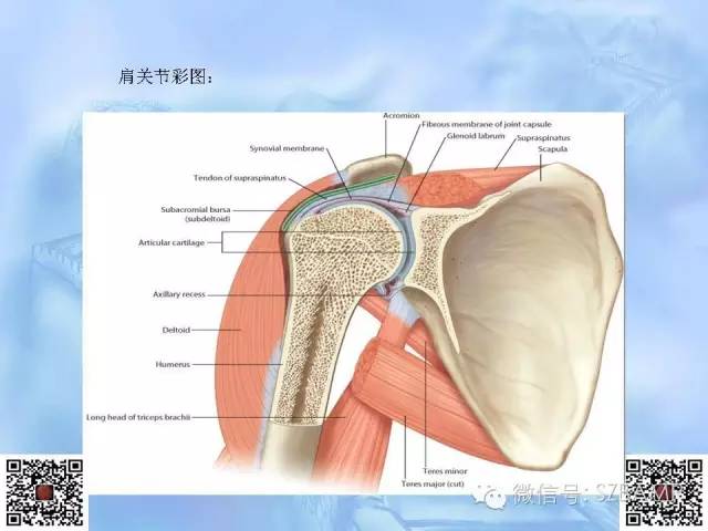 影像PPT - 【PPT】肩关节解剖-3