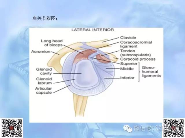 影像PPT - 【PPT】肩关节解剖-8