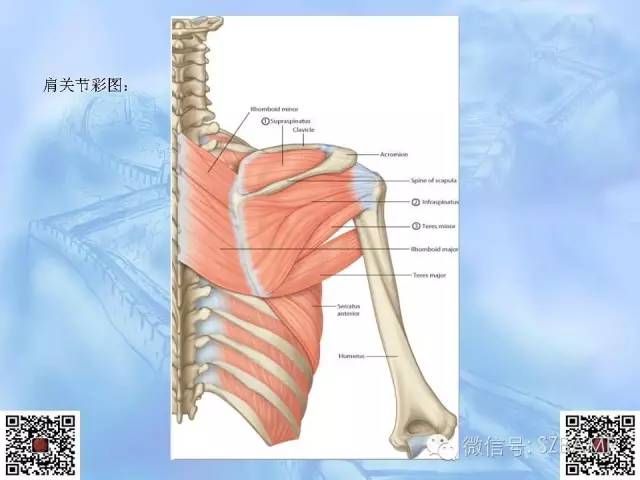 影像PPT - 【PPT】肩关节解剖-5