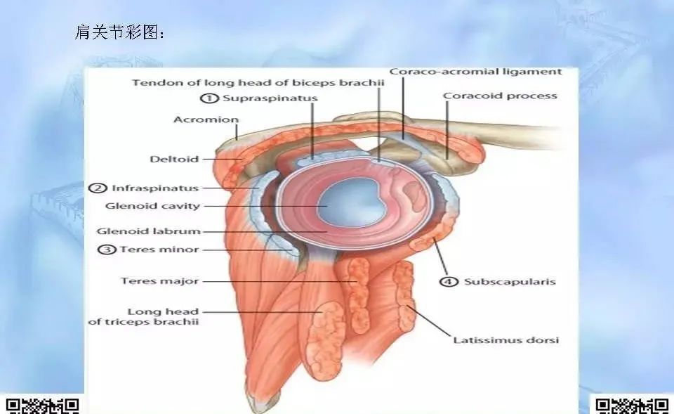 影像PPT - 【PPT】肩关节解剖-6